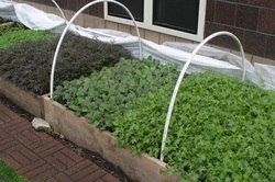 Raised bed garden with hoop house